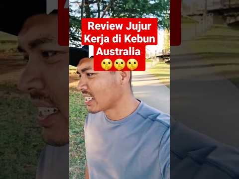 Video: Vladimir cherry: deskripsi dan ulasan tentang tukang kebun, foto