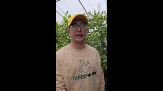 🎬 Голливуд встречается с русским садом: эксклюзивное интервью с Ди Каприо!