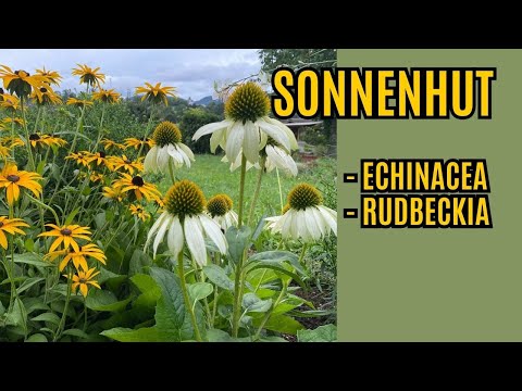 Video: Rudbeckia Staude - die Sonne in Ihrem Garten