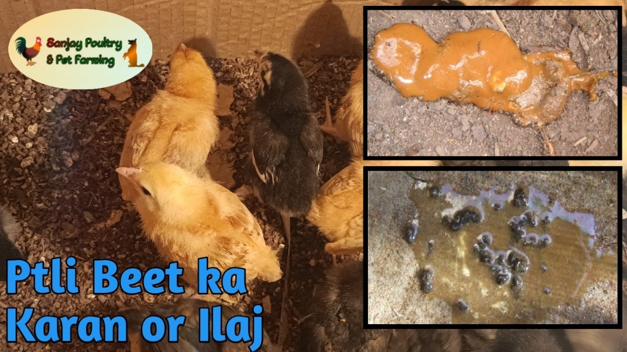 Desi Chicks Ki Patli Beet Ka Karan Or Ilaj YouTube desi-chicks-ki-patli-beet-ka-karan-or-ilaj-youtube