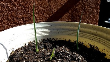 Growing Joshua Trees from Seeds, Days 22-34