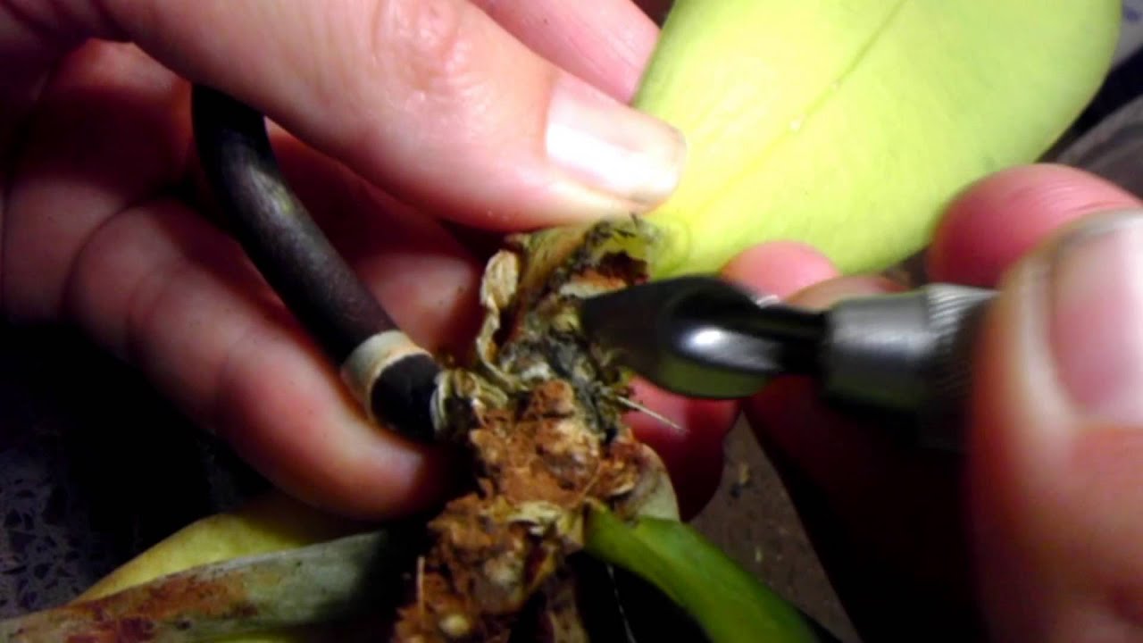 PASO A PASO - PUDRICIÓN en CORONA de Phalenopsis - Caso #1