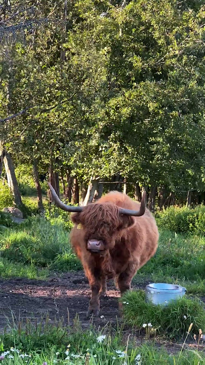 Cow sneeze
