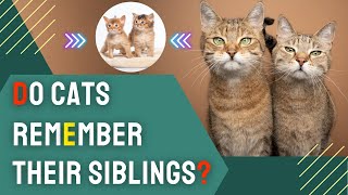 Do Cats Remember Their Siblings?
