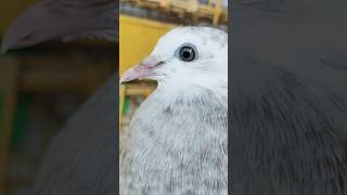 top quality atm baby panjabi pigeon 🕊️💓🖤💯#shortvideos #shortviral #pigeon