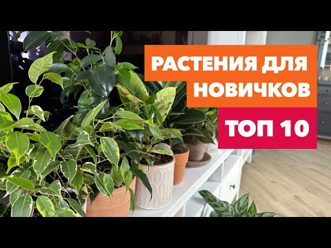 Неприхотливые комнатные растения » ТОП 10 растений для начинающих