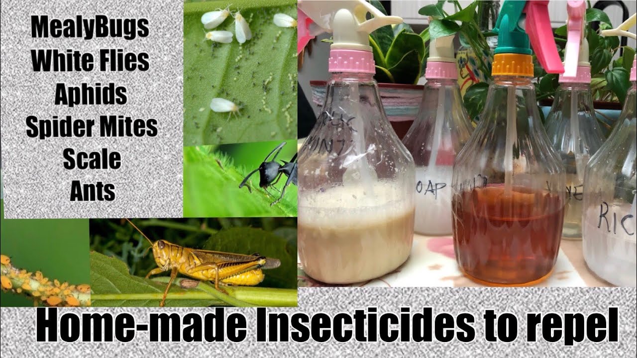 Home-Made Remedies to repel Aphid/MealyBugs/WhiteFlies/Scale/Ants/SpiderMites  - YouTube