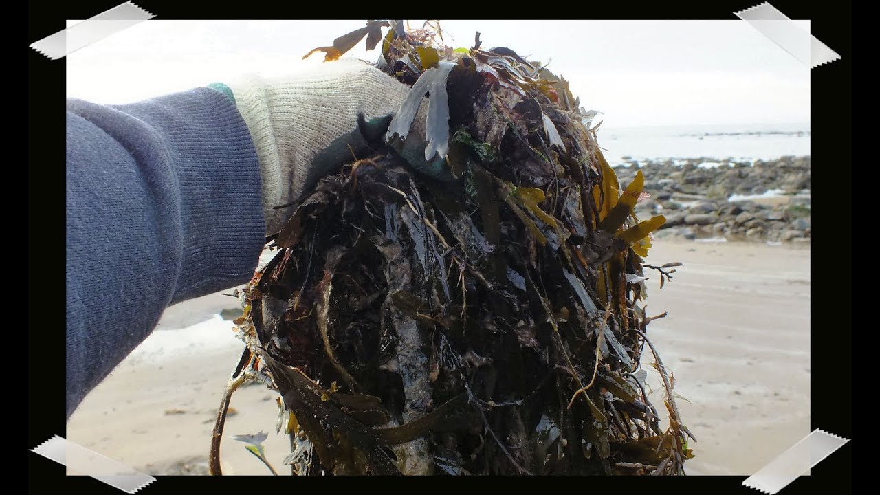 HGV seaweed fertilizer how to Compost Seaweed, start to finish. Collect
