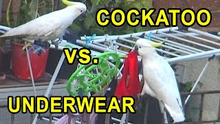 Cockatoo vs. Underwear