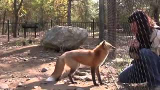 Sevinçten Havalara Uçan Tilki