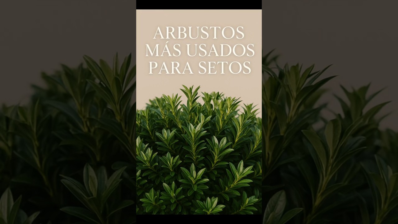ARBUSTOS más USADOS para SETOS 🌲