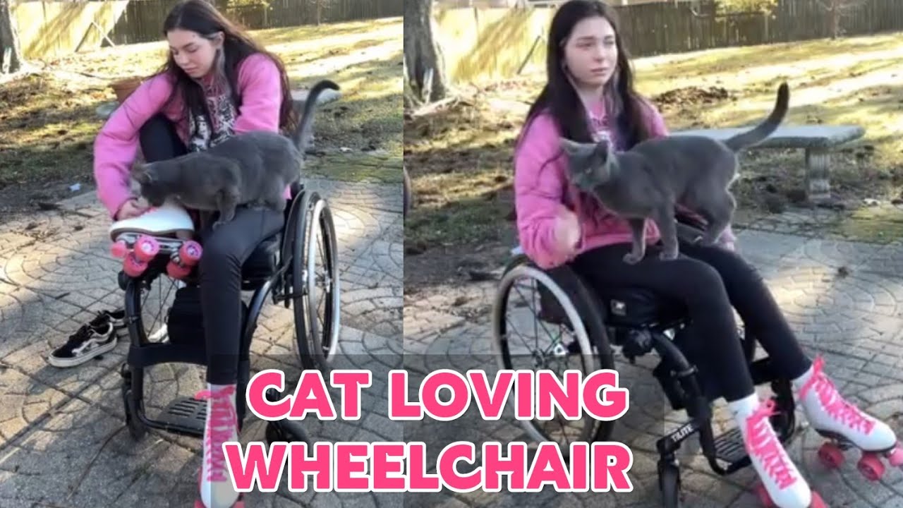 Life as paraplegia with cat loving wheelchair user | 