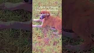 help is puppy ♥️😢😢