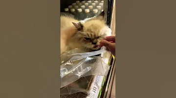 Cat Cheeks 