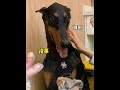 This memory is not good at all! #Doberman #Guard dog #home with a silly dog