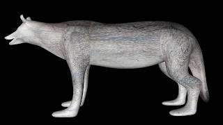 Wolf 3d Model | Free Download