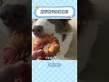 磨牙圈代表著離開 小狗再也不喜歡磨牙圈了 狗狗 感動 萌寵 磨牙圈代表著離開 小狗再也不喜歡磨牙圈了 狗狗 感動 萌寵