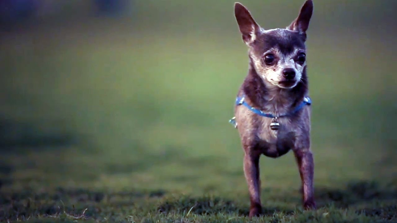 puppy paradise Chihuahua With a Really Sharp Nose | The Daily Puppy