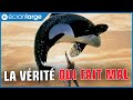 Sauvez willy  le plus gros mensonge de votre enfance