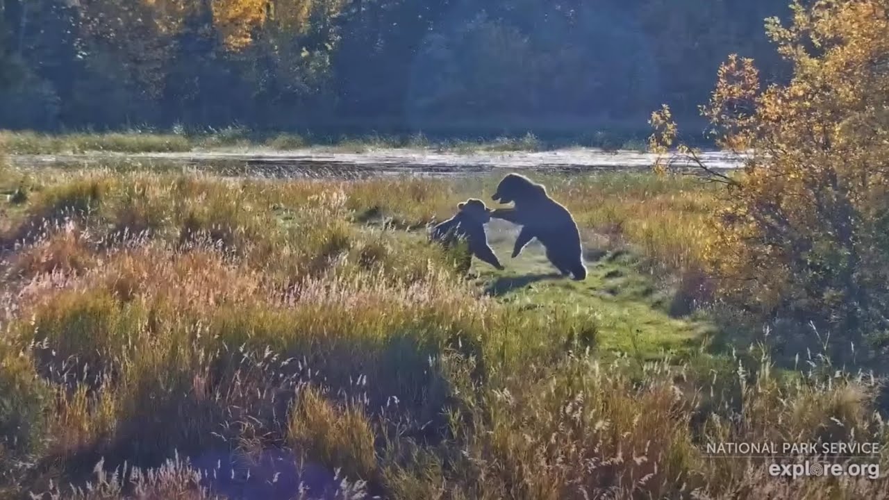 910jr and 609 Play and Hang Out! | Kat’s River View on Explore.org 09/28/2025