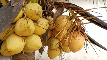 How to Peel a Coconut Easily | Fast and Simple Coconut Hack! 🥥