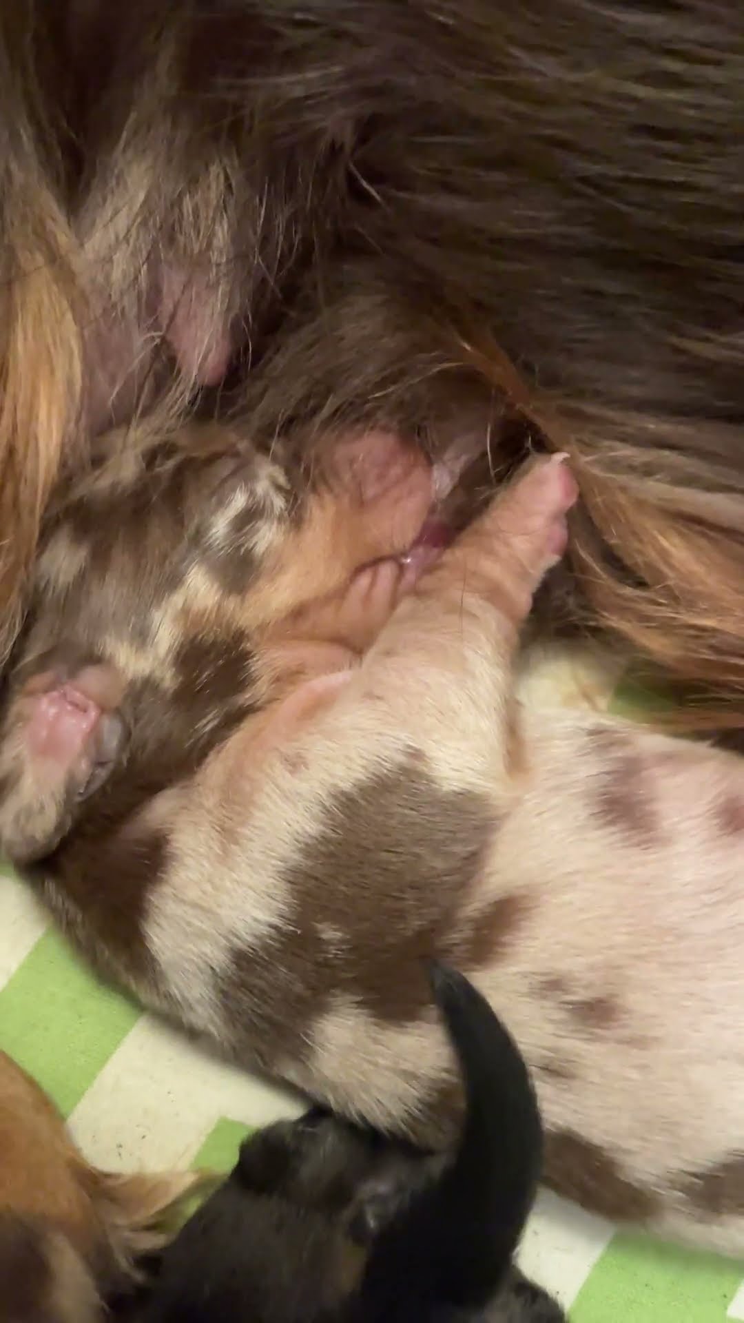 Nursing Dachshund Puppy Adorably Squeaks || ViralHog