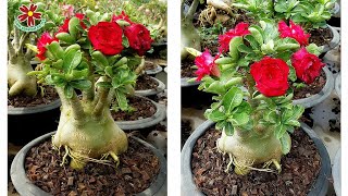 All about Adenium Plants soil mix / Best soil mix for Adenium Plants/ Adenium soil mix