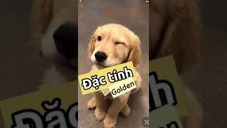 Đặc tính chó Golden #thucung #chamsocthucung #pets #thúcưng