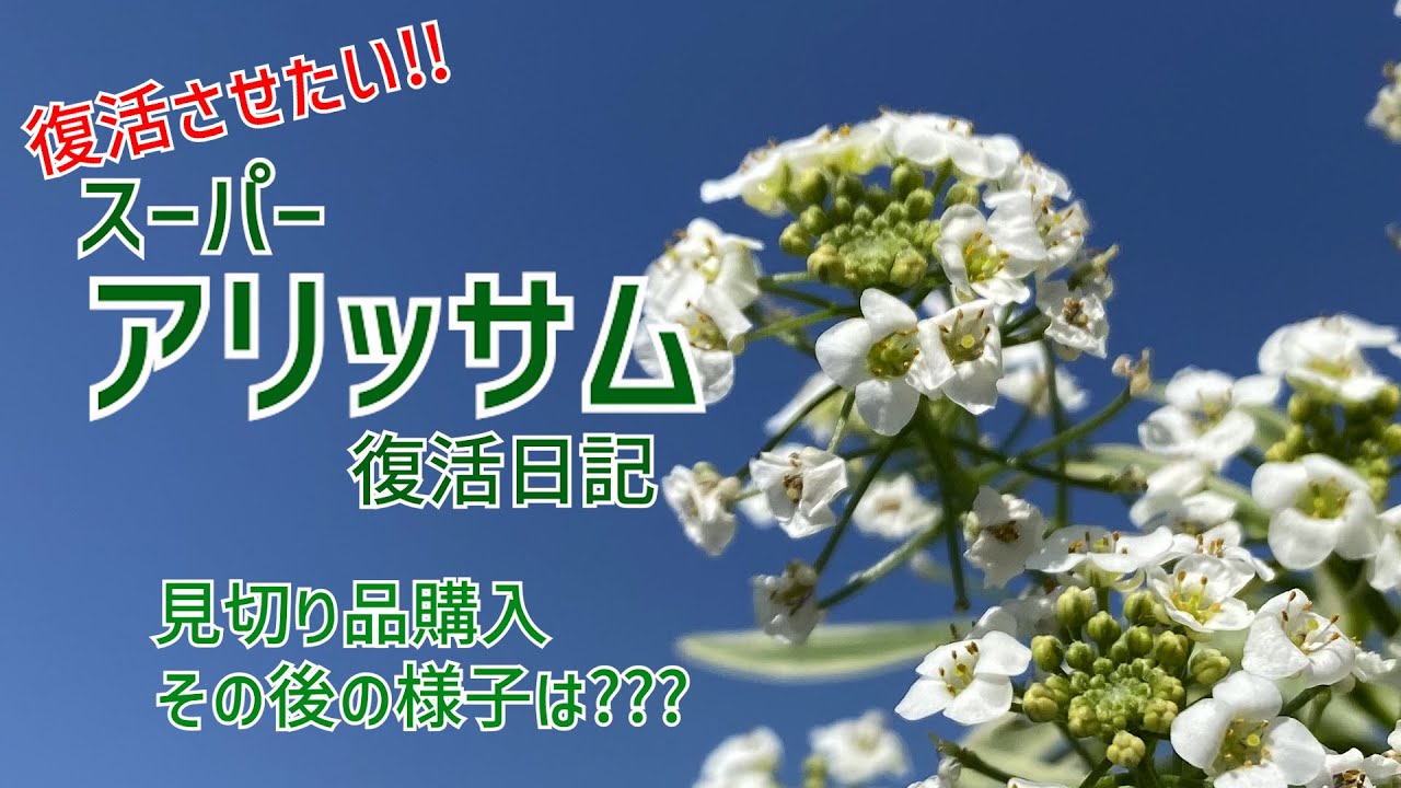 ◇Super Alyssum Revival Diary◇Clearance item bought in January