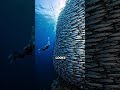 The Living Wall of Razor-Sharp Teeth! 🌊😱 #shorts #scary