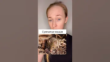 Животные, погибающие после спаривания. Часть 1