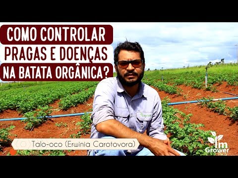 Vídeo: Um campo bem cultivado é uma forma eficaz de controlar pragas