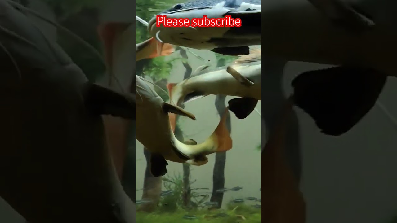 redtail catfish|lovely fish |ibrmar|please subscribe