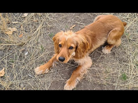 6 месяцев "Счастья" с  Английским Кокер-спаниелем