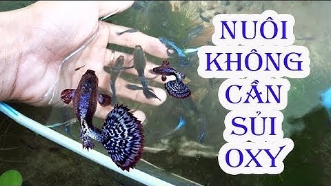 3 Cách để cá 7 màu từ NUÔI OXY sang KHÔNG OXY để dễ nuôi hơn | Túc Thịnh