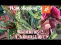 Plant Shopping at Home Depot Big Box Store || AGLAONEMA WISHES, RED MARANTAS & MORE!!!