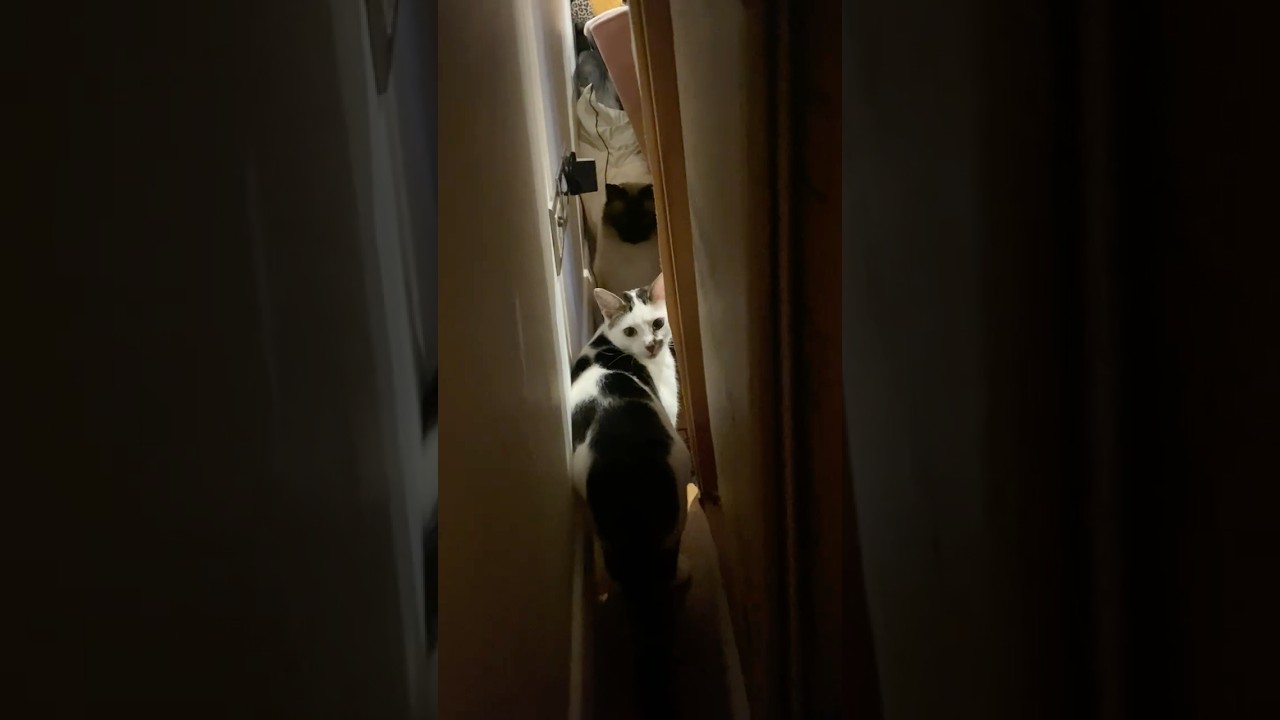 Benya Cat and Gandalf playing behind butterfly paining  