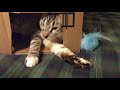Cat in a box playing with his toy