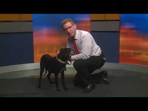 camera iphone 8 plus apk Pet of the Week - Zodiac