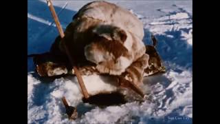 Cuộc sống săn bắt ở vùng cực quanh năm lạnh giá của người Eskimo