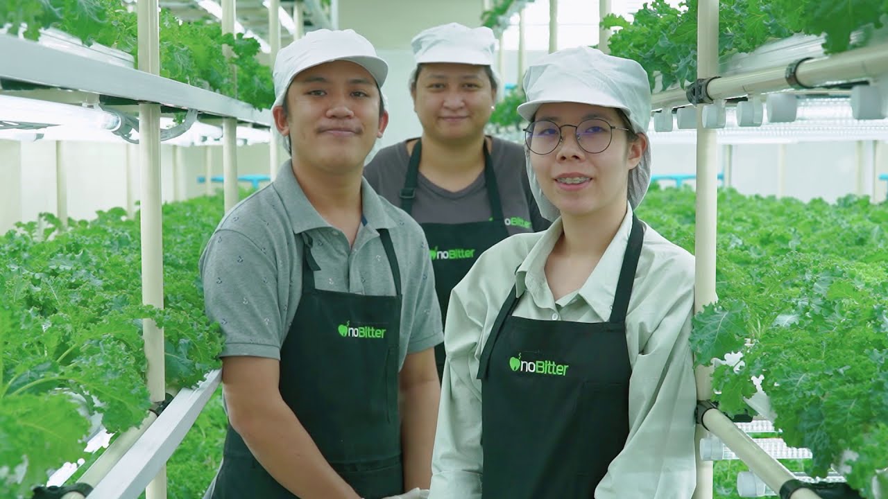 noBitter ฟาร์มผักเคลปลอดภัย ไร้สารพิษ ใจกลางเมือง