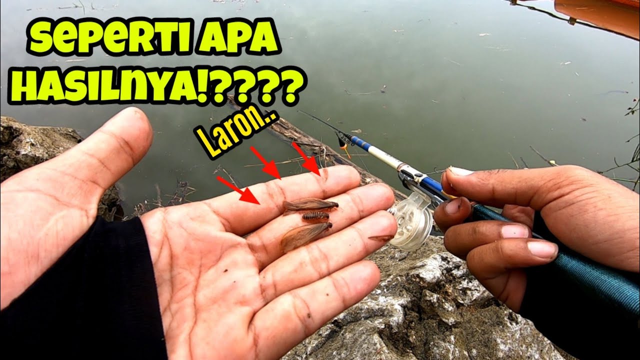 TES UMPAN LARON SEPERTI APA HASILNYA ⁉️ mancing ikan red devil di waduk