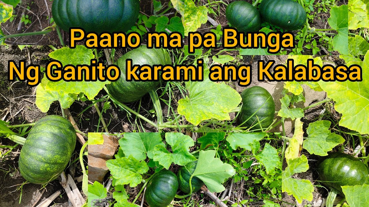 Paano ma pa Bunga ng marami ang Kalabasa!!!