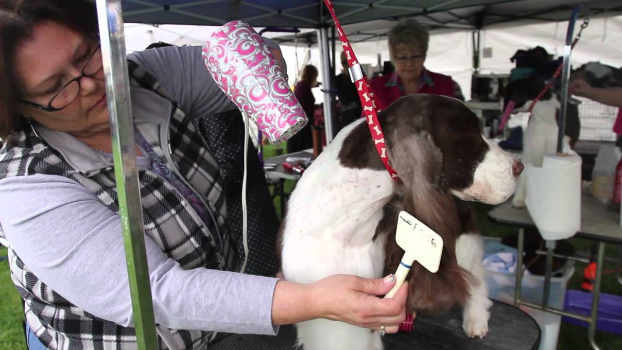 Lodi kennel hosts dog show YouTube