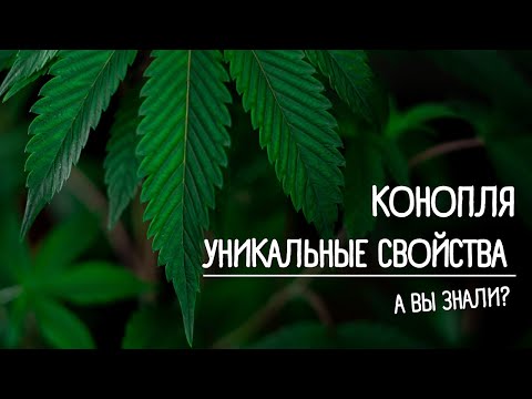 Конопля. Вы будете удивлены!