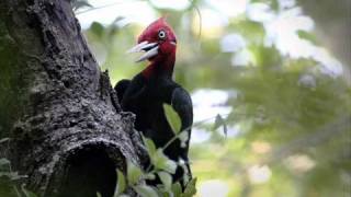 Vignette de la vidéo "✔️ "EL QUERREQUE" (Huapango Huasteco)"