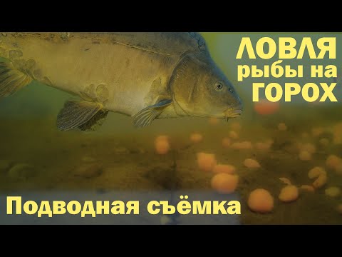 ЛОВЛЯ рыбы на ГОРОХ Подводная съёмка