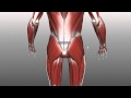 Muscles of the Gluteal Region - Part 1 - Anatomy Tutorial