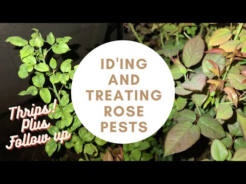 Видео: Повреждение розы Curculio – узнайте о борьбе с розой Curculio в саду