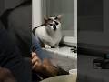 Просит рыбу #жизньвтурции #кот#котик#турция2025